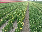 [Beauty of Spring may2nd Schagen area.jpg]